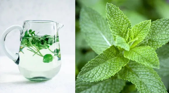 Pudina Water Benefits in tamil: How to Make Mint Water tamil