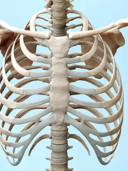 bones 3 - unsplash (1)