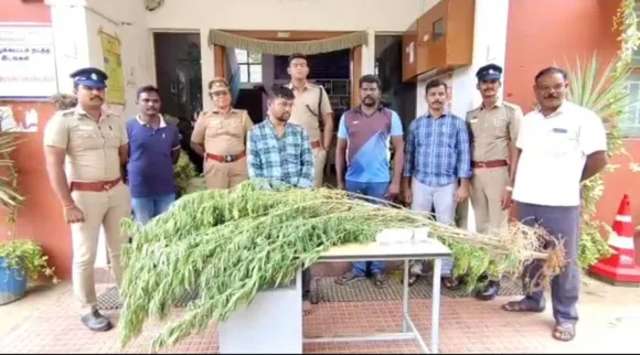 வீட்டிலேயே கஞ்சா செடி... பொட்டலமாக விற்பனை: கோவையில் பலே ஆசாமி கைது!