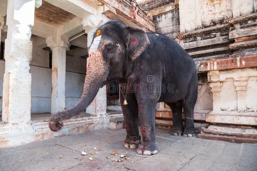 மீனாட்சி அம்மன் கோவில் யானையை ரத்தம் வழிய தாக்கிய விவகாரம்: உரிய விசாரணை நடத்தப்படும் கோவில் நிர்வாகம்