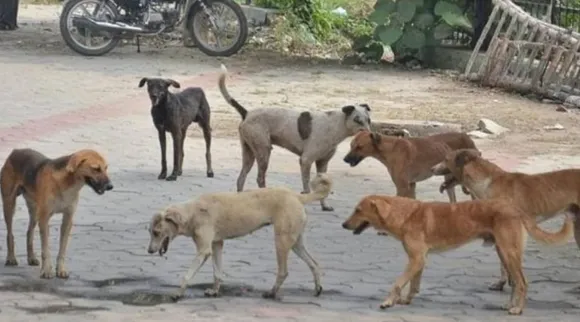 சென்னையில் அதிகரிக்கும் தெரு நாய்கள்;  மாநகராட்சி அதிரடி திட்டம்