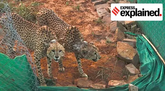 cheetahs kuno, freddie elton kill, cheetahs in india, மீண்டும் வேட்டையாடிய ஃபிரெட்டி, எல்டன்; நெருக்கமாக கண்காணிக்கப்படும் சிறுத்தை ஜோடி, குனோ, cheetahs kill, PM Modi cheetah, Tamil indian express, Cheetah news, Kuno news, express explained