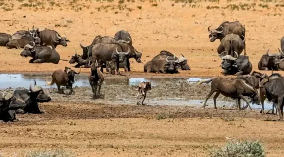 ஓய்வெடுக்கும் காட்டு எருமைகள்… வேட்டைக்கு வந்த கழுதைப்புலி… 8 நொடிகளில் கண்டுபிடிக்க சவால்!