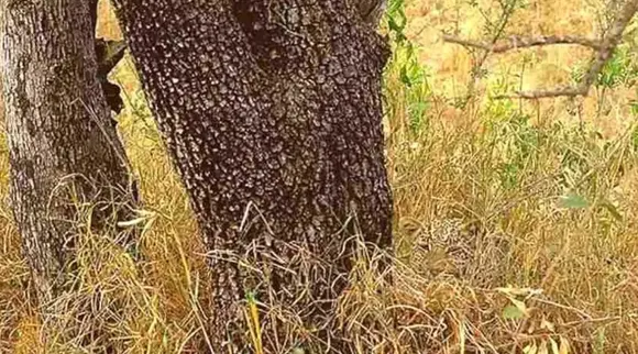 உங்கள் கண்களை ஏமாற்றும் ஜாகுவார்… 5 நொடிகளில் கண்டுபிடிச்சா நீங்க பலே கில்லாடி!