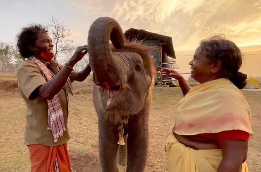 தாயை பிரிந்து தவித்த குட்டி யானை: ஆஸ்கர் புகழ் பொம்மன் - பெள்ளி தம்பதியிடம் ஒப்படைப்பு