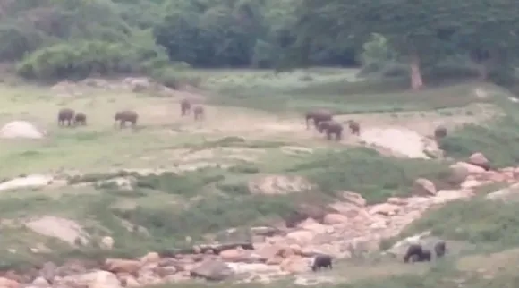 ஆழியார் வால்பாறை சாலையில் குட்டிகளுடன் யானை கூட்டம் உலா; சுற்றுலா பயணிகள் மகிழ்ச்சி