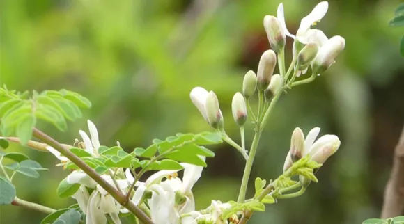 மருத்துவ குணம் நிறைந்த முருங்கைப்பூ: அதில் தயிர் பச்சடி இப்படி செய்யுங்க