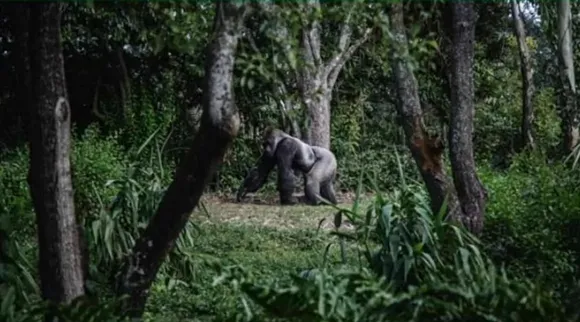 அதிபுத்திசாலிகளால் மட்டுமே சாத்தியம்; சிம்பன்சி உடன் மறைந்திருக்கும் பல்லியைக் கண்டுபிடிக்க சவால்!