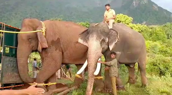 Coimbatore: Makhna elephant captured from Village near Pollachi for translocation Tamil News