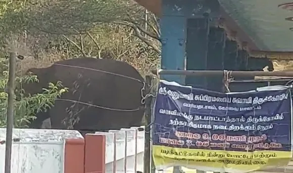 கோவை பெரிய தடாகம் பகுதியில் கோவிலுக்குள் புகுந்த 2 காட்டு யானைகள்: வைரல் வீடியோ