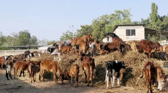 ஜீனியஸ்களுக்கான சவால் இது: மாடுகளை வேட்டையாட வந்த புலி… 5 நொடிகளில் கண்டுபிடிக்க முடியுமா?