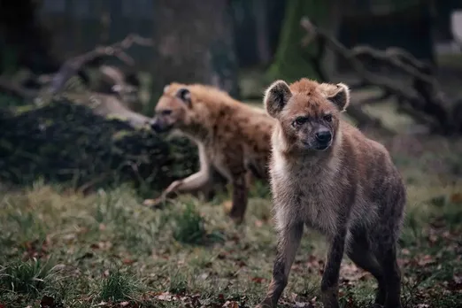Vodafone tackles human-wildlife conflict with IoT solution