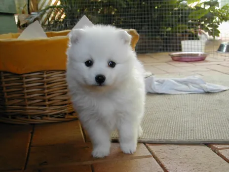 puppyyyyyyyyyyyy