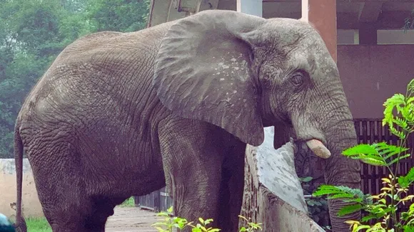 Elephants in India - Shankar