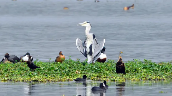 Wetlands in India: Rapid Decline Demands Immediate Action