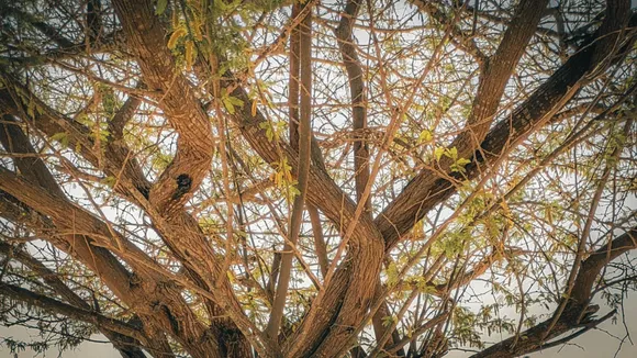 The ‘Mad Tree’ That Sustains Gujarat's Vada Koli Community