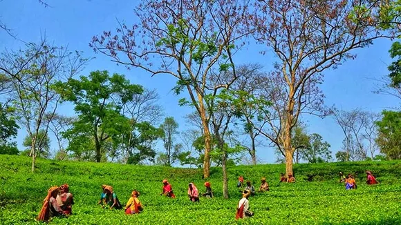 India’s ailing tea industry