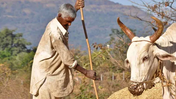 Rain wreaks havoc for Haryana farmers; experts say government must focus on long-term strategies