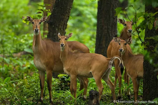 Greed for gold in the way of expansion of wildlife sanctuary in Chhattisgarh?
