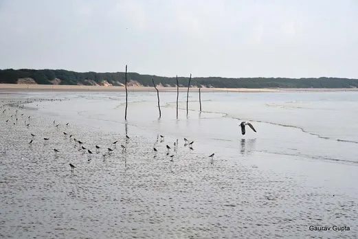 Potential ecological impacts of chemical complex near Gulf of Kutch in Gujarat ignored