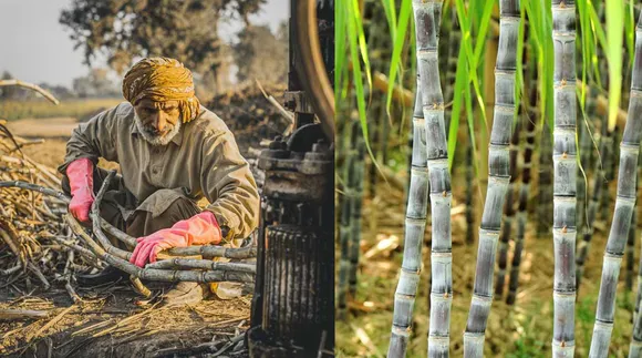 Underweighting Sugarcane: Farmers allege mill owners weigh profits while cultivators register losses