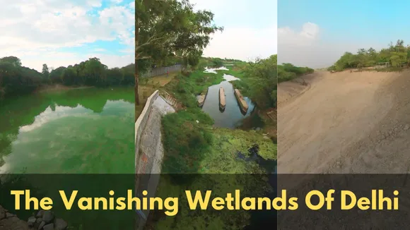 Vanishing Wetlands: Unveiling Delhi's Environmental Crisis