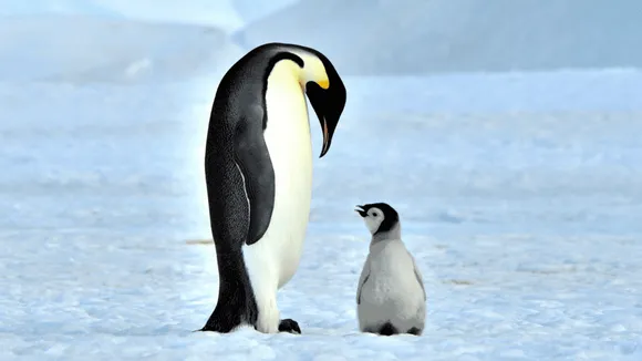 The Plight of Penguins - American Humane Society