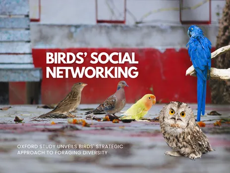 Bird Social Networks: The Culinary Curiosity of Wild Great Tits