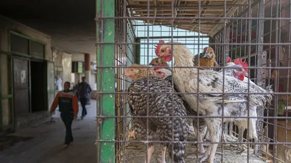 Egypt's Poultry Market Maintains Stability Amid Heatwave and Mortality Concerns