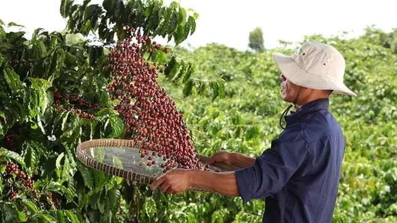 Ethiopian Coffee Farmers Use Blockchain and AI to Meet EU Deforestation Rules