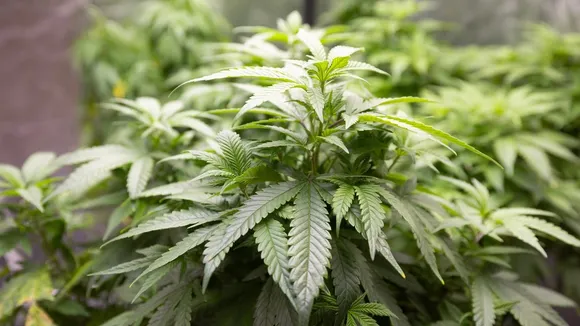 Biden Administration Proposes Reclassifying Marijuana as Less Dangerous Drug
