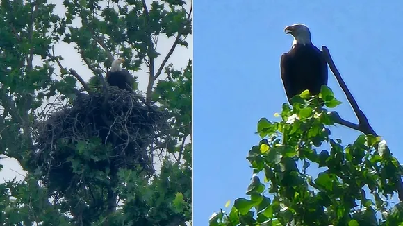 Bald Eaglets Spotted in Dallas Park Nest, Conservation Efforts Underway