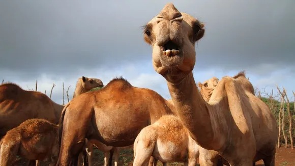 Mysterious Camel Disease Outbreak Alarms Herders in Marsabit, Kenya