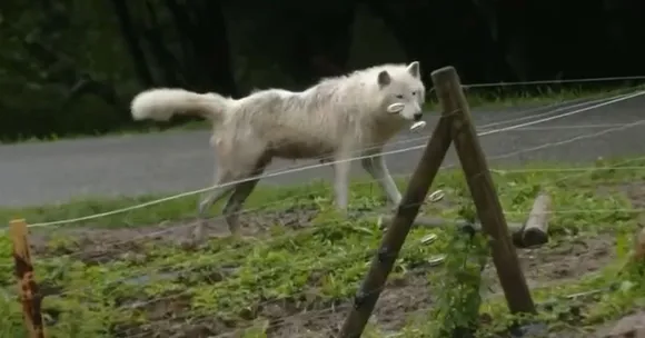 Woman Attacked by Wolves at French Safari Zoo, Rescued by Quick Medical Response