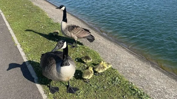 Goose Attacked at UK Lake, Survival Chances Low