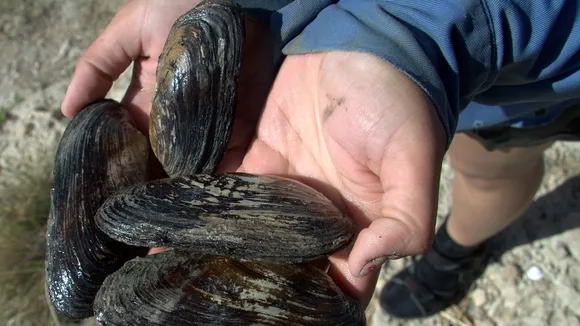 Six Freshwater Mussel Species in Central Texas Listed as Endangered