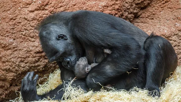 Critically Endangered Western Lowland Gorilla Born at Prague Zoo