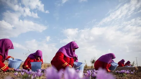 Iran's Saffron Exports to Afghanistan Surge, Meeting India's Growing Demand