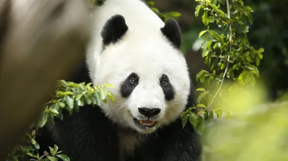 Pandas Return to San Francisco Zoo After 30-Year Absence