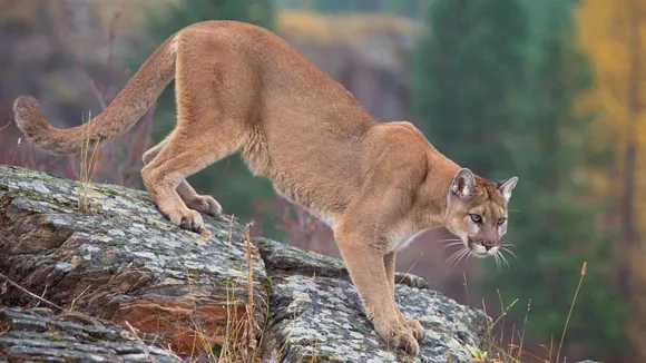Colorado Initiative Seeks to Ban Mountain Lion Trophy Hunting