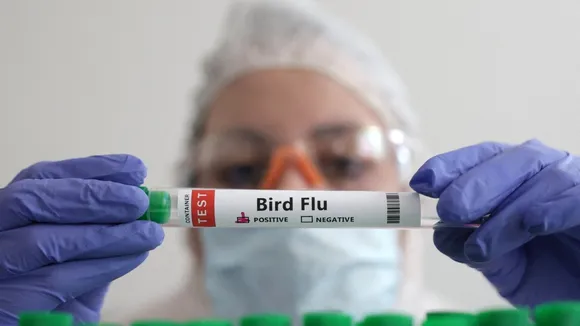 U.S. Prepares Bird Flu Vaccines as Precaution Against Potential Human Spread