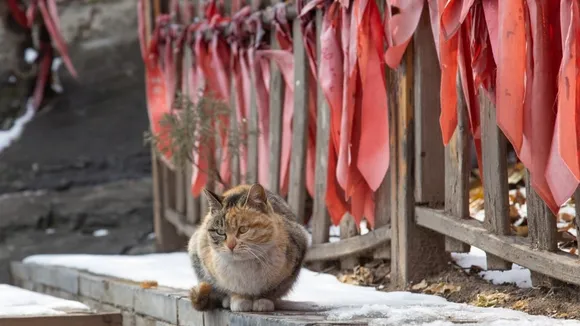 Chinese Court Orders Man to Pay $33,000 After Badminton Player Paralyzed Tripping on Cat He Fed