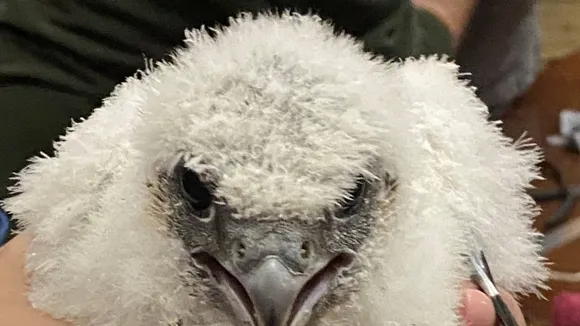 Peregrine Falcon Chicks Ringed and Recorded by BTO at Worcester Cathedral