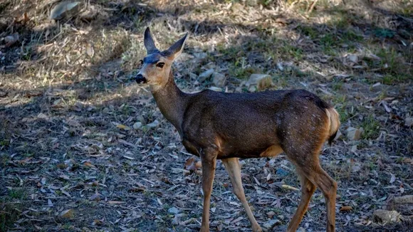 Los Angeles County Supervisors Oppose Catalina Island Conservancy's Plan to Eradicate Mule Deer