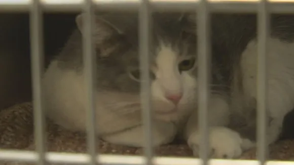 Humane Society of St. Joseph County Seeks Urgent Help for 115 Rescued Cats and Kittens