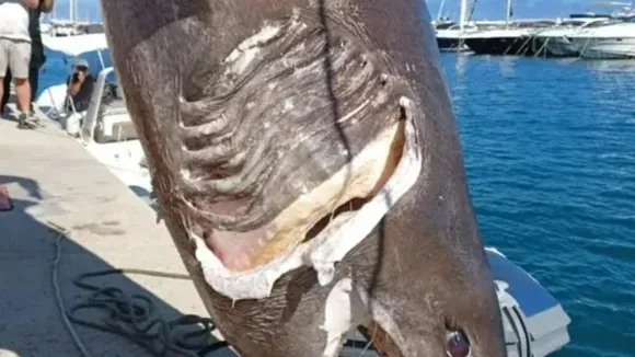 Endangered 15ft Bluntnose Sixgill Shark Found Dead Near Benidorm, Spain