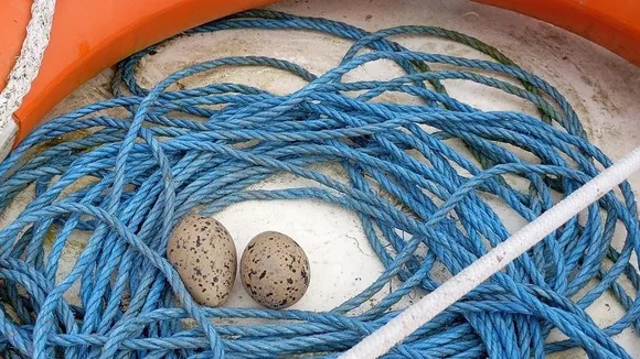 Oystercatcher Nests on Tour Boat, Eggs Relocated by Conservation Group