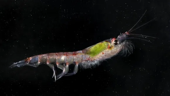 Andy's Groundbreaking Research on Antarctic Krill Ecology