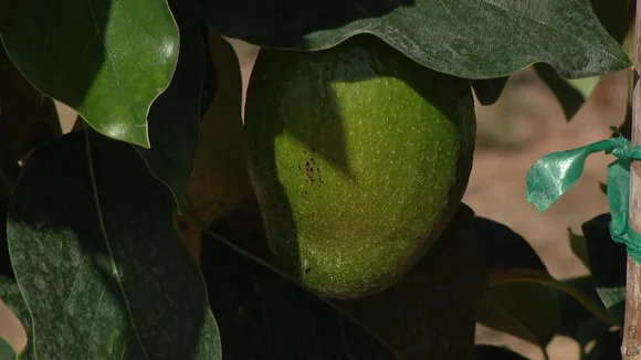 Laurel Wilt Disease Threatens Florida's Avocado Industry