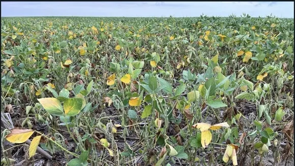 Heavy Rains Devastate Brazil's Soybean Harvest, Threatening Global Supply